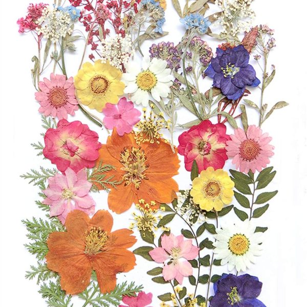 Multi-colored pressed dried botanical specimens for resin jewelry making