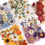 Comprehensive set of colorful pressed dried flowers and leaves for crafts