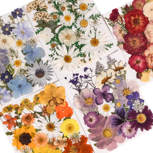Comprehensive set of colorful pressed dried flowers and leaves for crafts