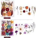 Assorted natural pressed dried flowers and leaves with tweezers (DIY craft materials)