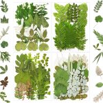 Mixed natural pressed dried flowers and leaves for nail art and resin crafts