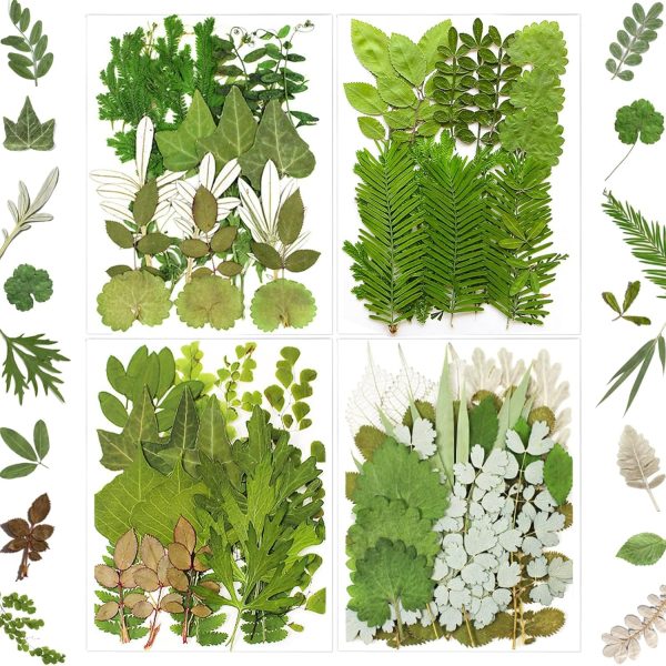 Mixed natural pressed dried flowers and leaves for nail art and resin crafts