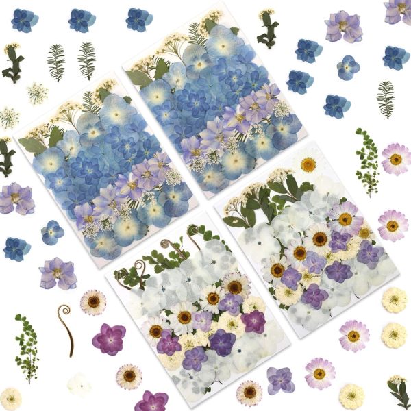 Ombré hydrangea pressed dried flowers with tweezers for crafts