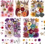 Assorted natural pressed dried flowers and leaves with tweezers (DIY craft materials)