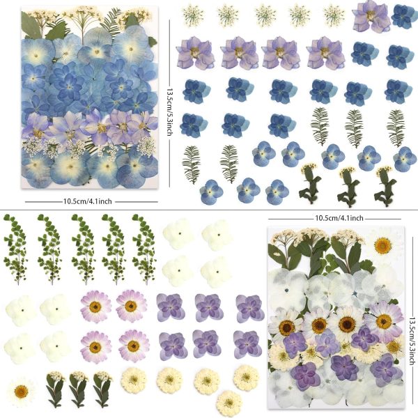 Ombré hydrangea pressed dried flowers with tweezers for crafts