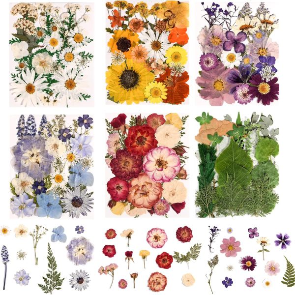 Comprehensive set of colorful pressed dried flowers and leaves for crafts